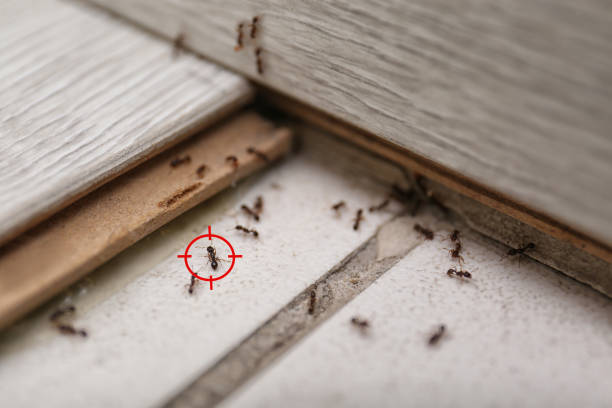 Best Residential Pest Control  in Nappanee, IN