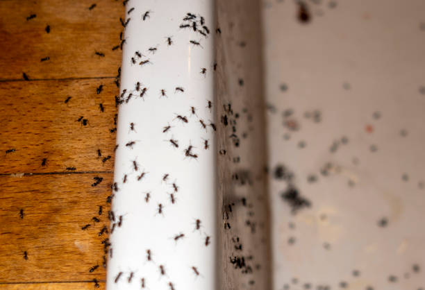 Best Pest Control Near Me  in Nappanee, IN